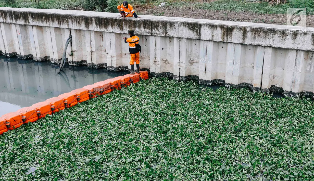 Petugas beraktivitas di sekitar lokasi uji coba tanaman eceng gondok di Kali Inlet 3, Tanjung Priok, Jakarta, Selasa (4/12). Eceng gondok mulai ditanam Pemprov DKI sebagai salah satu strategi membersihkan sungai di Jakut. (Liputan6.com/Immanuel Antonius)