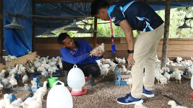 Narapidana beternak ayam di Lapas Bangkinang sebagai bekal menjelang bebas.