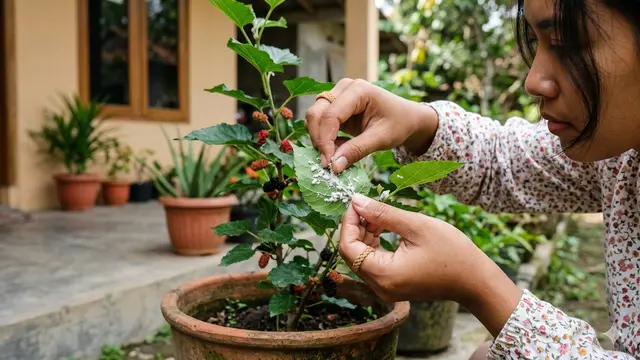 Buah Murbei dalam Pot