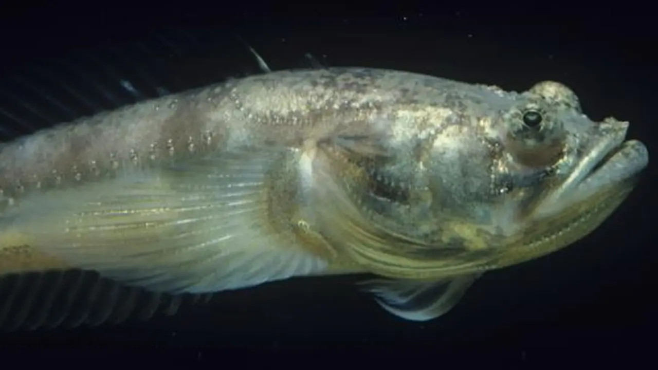 ikan-dengung-131023c.jpg