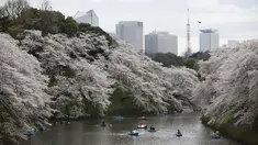 Sejumlah pengunjung naik perahu menikmati keindahan bunga sakura yang mekar sempurna di Chidorigafuchi selama musim semi di Tokyo, Jepang, (4/4). Bunga Sakura merupakan satu keunggulan negara Jepang. (REUTERS/Issei Kato)