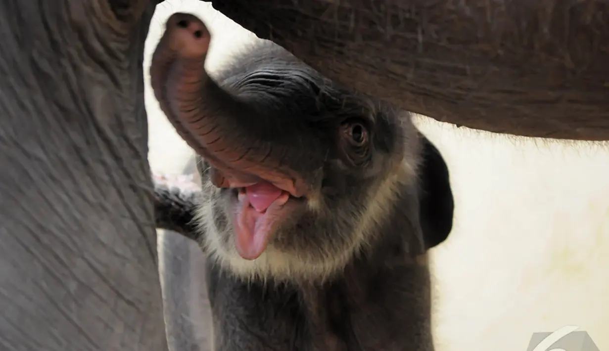 Bayi gajah tersebut diberi nama Jokowi oleh Presiden RI Joko Widodo, Bogor, Kamis, (25/12/2014). (Liputan6.com/Herman Zakharia)