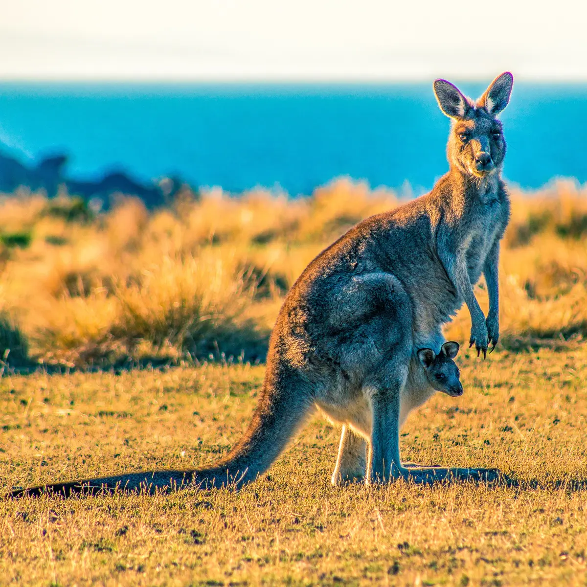 Arti Mimpi Melihat Kanguru: Pertanda Keberuntungan?
