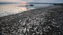 Penampakan ikan mati di tepi Danau Koroneia, Yunani, Kamis (19/9/2019). Puluhan ribu ikan mati saat kekeringan melanda wilayah tersebut. (AP Photo/Giannis Papanikos)