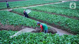 Petani menyemprotkan cairan pestisida di lahan pertanian bayam, kawasan Kota Tangerang, Jumat (27/11/2020). Badan Pusat Statistik mencatat upah nominal harian buruh tani nasional pada Oktober 2020 naik sebesar 0,09 persen dari Rp 55.719 menjadi Rp 55.766 per hari. (Liputan6.com/Angga Yuniar)