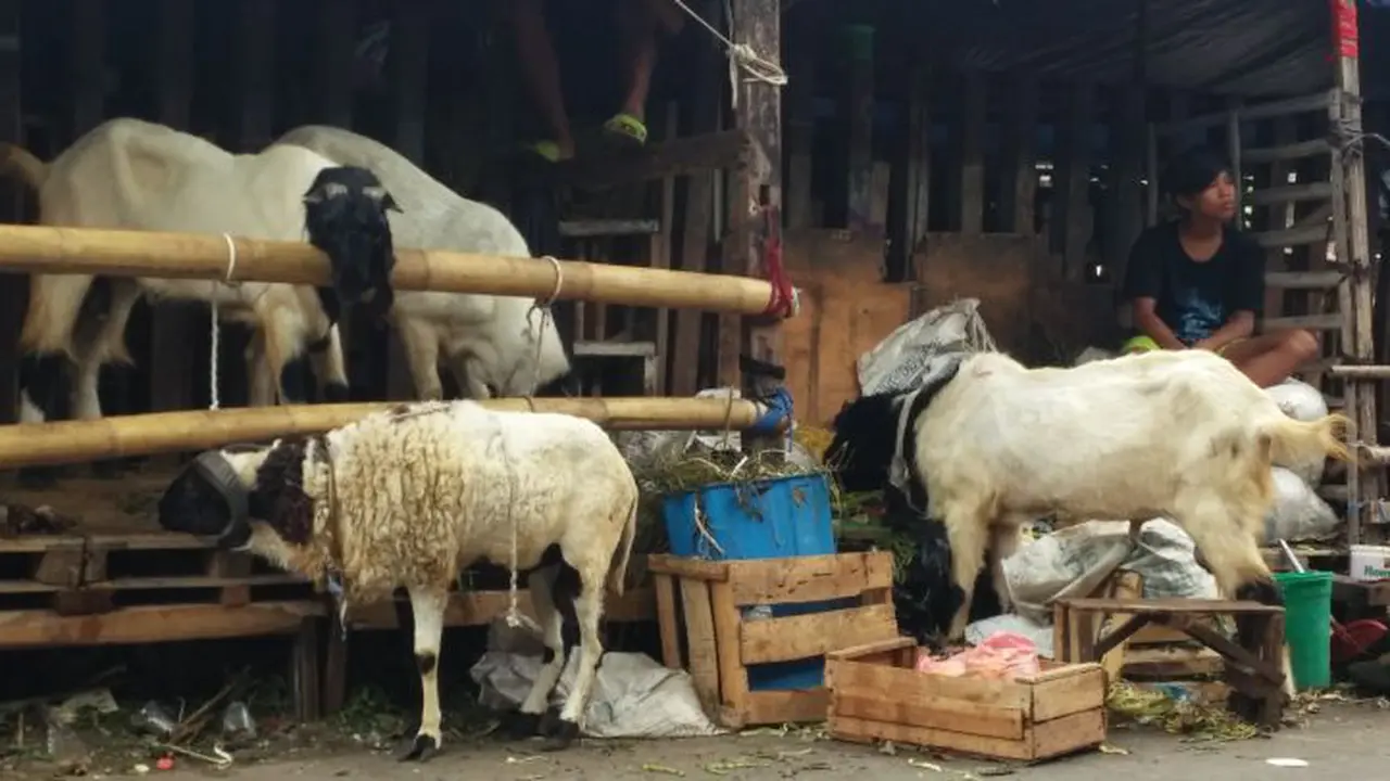 Penjual hewan kurban di Jalan Setiakawan, Duripulo, Jakarta Pusat. 