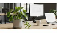 13 Tanaman Feng Shui Pembawa Rezeki di Kantor, Diyakini Menarik Energi Positif dan Kelancaran Usaha