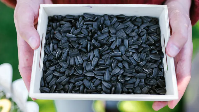 4 Manfaat Biji Bunga Matahari untuk Kesehatan Tubuh