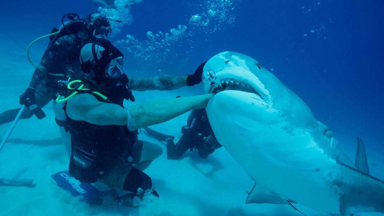 The Underwater Thrill Returns! The Complete Shark Week 2025 Schedule on Discovery Channel