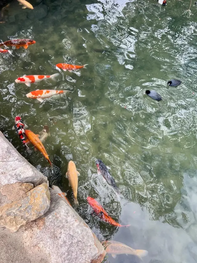 Masih di Jepang, Ini 7 Momen Yuki Kato dan Keluarga Kunjungi Hiroshima Castle