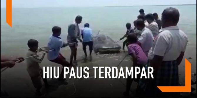 VIDEO: Hiu Paus 6 Meter Mati Terdampar di India