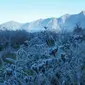 Fenomena embun es di kawasan Gunung Bromo (Istimewa)