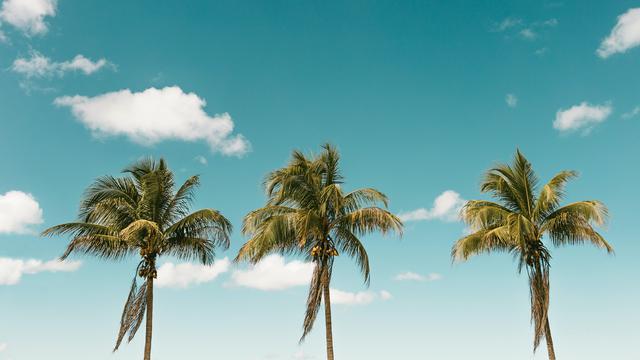 Ilustrasi pohon kelapa