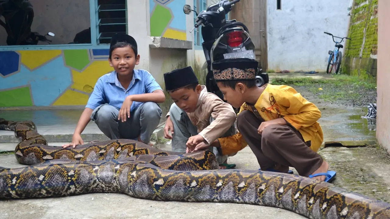 Anak-anak di Pejagoan, Kebumen, akrab dengan ular-ular piton raksasa. (Foto: Liputan6.com/Muhamad Ridlo)