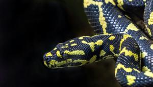 Ular warna Kuning Hitam (foto: Unsplash/David Clode)