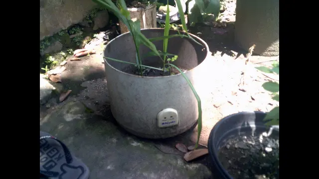 6 Fungsi Lain Rice Cooker Ini Nyeleneh, Bikin Geleng Kepala