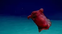 Teripang laut yang memiliki nama ilmiah Enypniastes eximia, alias 'monster ayam tanpa kepala' (National Oceanic and Atmospheric Administration)