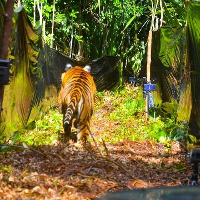 Cerita Horor Usai Lepasnya Harimau Di Sinka Zoo Yang Terkam Pawang Hingga Tewas Regional Liputan6 Com