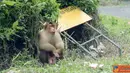 Citizen6, Sumatera: Kawasan Wisata Berastagi di Kabupaten Karo, Sumatera Utara, terdapat kumpulan monyet yang menarik banyak pengunjung. (Pengirim: Chairuddin)