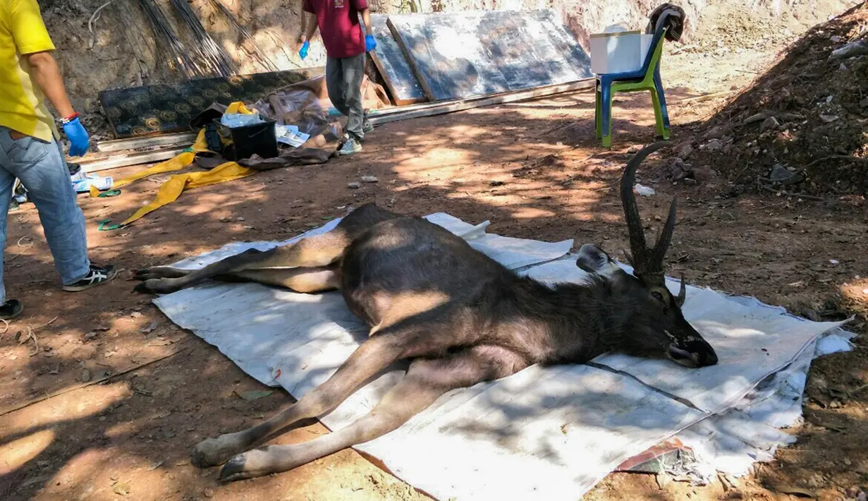 Gambar yang diambil pada 25 November 2019 memperlihatkan dokter hewan bersiap memeriksa rusa mati di Taman Nasional Khun Sathan, Thailand. Rusa liar berumur 10 tahun itu ditemukan mati setelah menelan 7 kilogram (15 pon) kantong plastik dan sampah lainnya. (HO/Office of Protected Area Region 13/AFP)