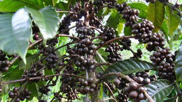 Sintaro Kopi Lokal Andalan Bengkulu Untuk Ekspor