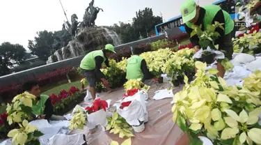 Petugas menata sejumlah tanaman di sekitar Patung Kuda Arjuna Wiwaha, Jakarta, Selasa (15/8). Pembersihan kolam serta penataan tanaman dilakukan dalam rangka peringatan hari kemerdekaan RI pada 17 Agustus mendatang. (Liputan6.com/Immanuel Antonius)