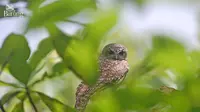 Burung Pungguk Sumba. (Foto: Burung Indonesia)