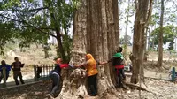 Pohon Jati Denok di Hutan Blora (Liputan6.com / Ahmad Adirin)