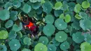 Foto dari udara menunjukkan warga desa mendayung ember untuk memanen bunga dan biji lotus di Desa Quanxin, Kota Huzhou, Provinsi Zhejiang, China, Selasa (23/6/2020). Ember purun tikus merupakan alat kerja tradisional yang dimiliki setiap rumah tangga di kota-kota perairan di China. (Xinhua/Xu Yu)