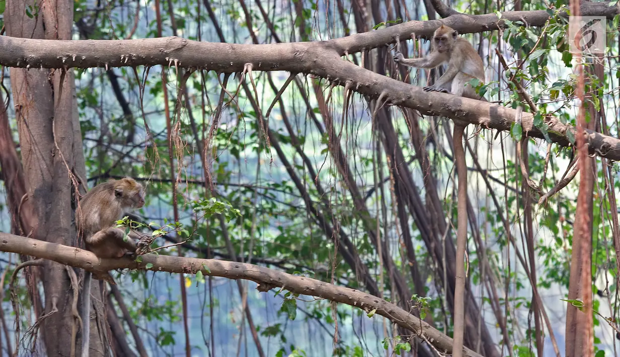 Aktivitas monyet di Suaka Margasatwa Muara Angke, Jakarta, Selasa (17/9/2019). Suaka Margasatwa Muara Angke akan dikembangkan sebagai pusat edukasi mangrove. (Liputan6.com/Herman Zakharia)
