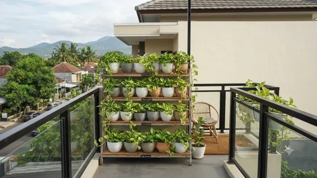 Tanaman yang Cocok Ditanam di Pot Tanpa Lubang sebagai Solusi untuk Balkon Minimalis Model Sirih Gading