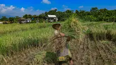 Petani memanen padi jenis Inpari 32 di Kampung Tematik Mulyaharja, Bogor, Jawa Barat, Rabu (6/5/2026). Perum Bulog melaporkan realisasi penyerapan gabah dan beras nasional mencapai 1,7 juta ton pada periode Januari hingga 5 April 2026. (merdeka.com/Arie Basuki)