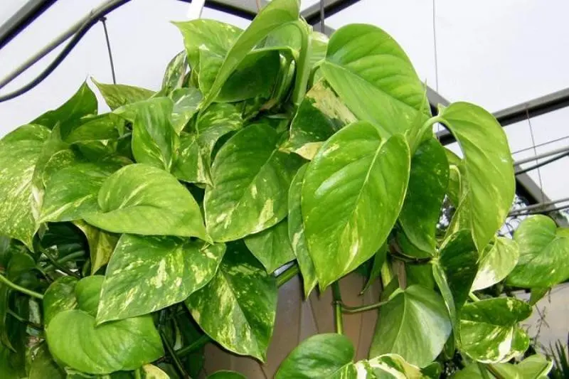 6. Golden Pothos (sirih gading). Foto: WittyFeed