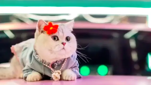 Potret Gemas Mao Mao, Model Kucing yang Dapat Upah Hingga Rp 22 Juta Sekali Tampil. (Sumber: Odditycentral)