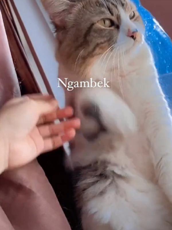 Viral Kucing Ngambek Tak Ingin Disentuh Bikin Gemas. Sumber: TikTok/@jery_____