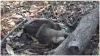 Monyet kecil itu seperti kebingungan memikirkan apa yang terjadi pada ibunya yang telah terbujur kaku.