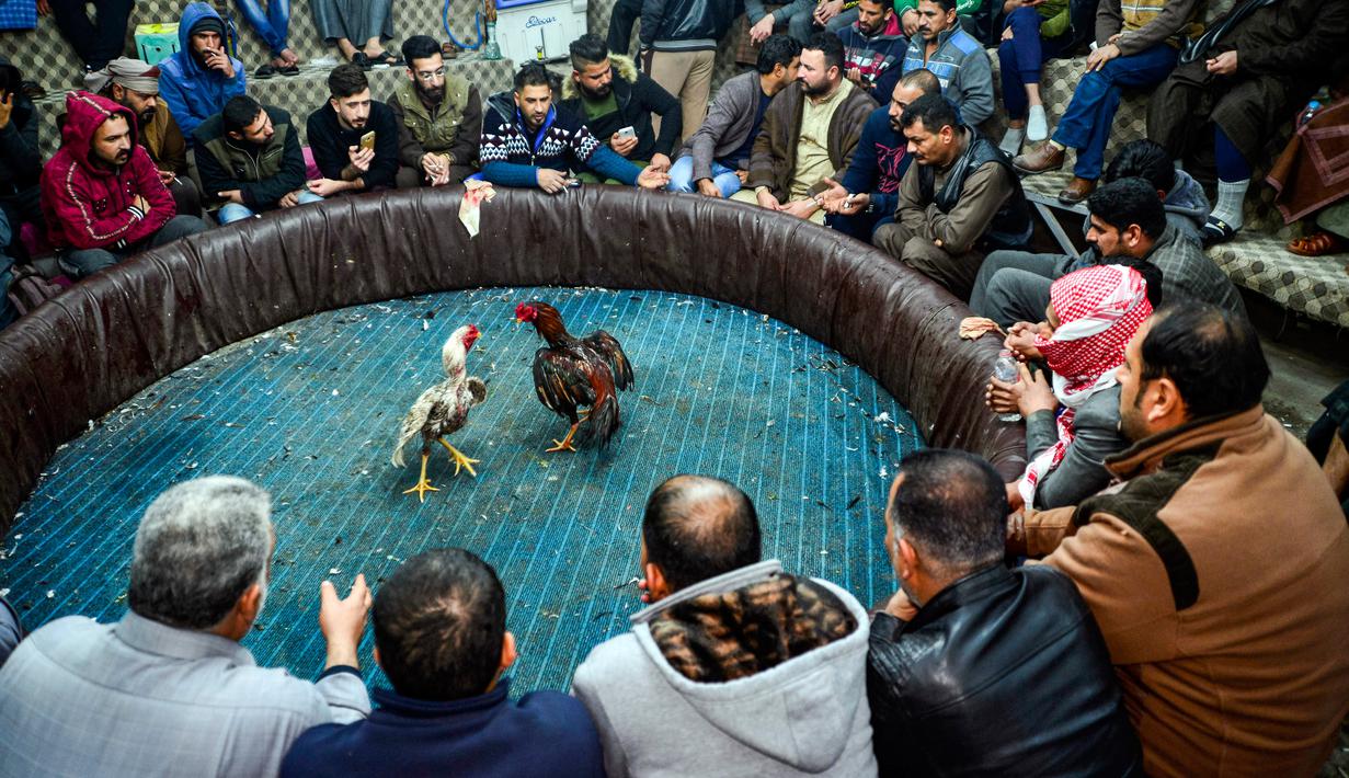 Foto Sabung Ayam Masih Marak Di Irak Global Liputan6com