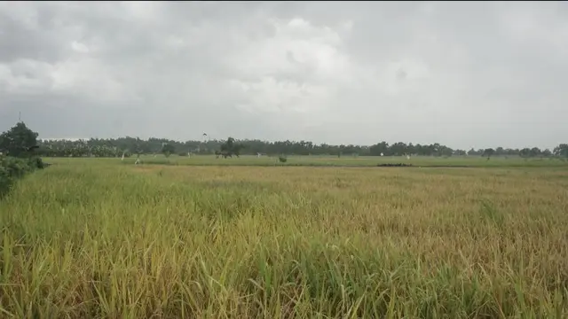 Sawah.