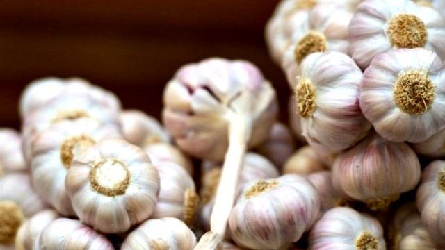 Ilustrasi Bawang Putih