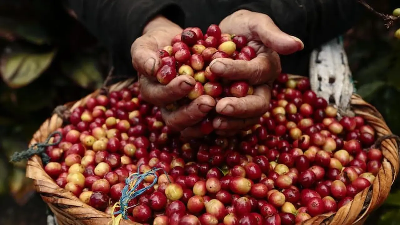 Biji Kopi.