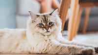 10 Cute Long Haired Cat Breeds That You Will Love