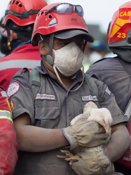 Petugas pemadam kebakaran memegang seekor ayam yang diselamatkan dari zona bencana di Gunung Fuego di Escuintla, Guatemala, (5/6). Puluhan orang tewas akibat bencana tersebut. (AP Photo/Luis Soto)