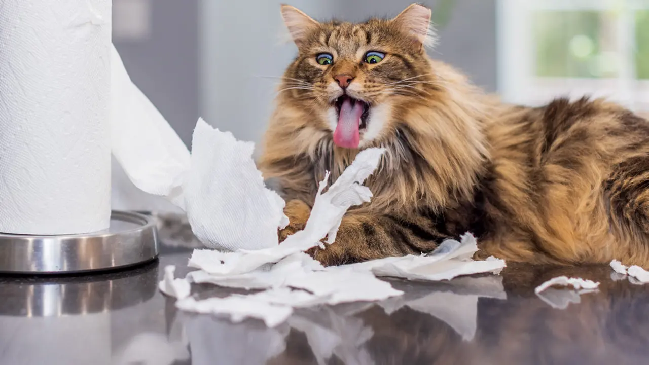 Awalnya Lucu, Aksi Kucing Merobek Kertas Bisa Memicu Gangguan Kesehatan