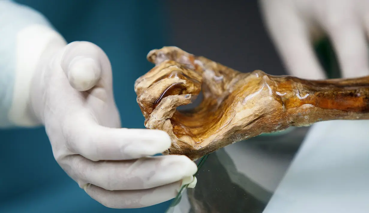 Tampak tangan mumi Otzi di Museum Arkeolog EURAC, Bolzano, Italia, (4/1/2016). Mumi ini terawetkan sendiri karena tertimbun es saat ditemukan. (REUTERS / Sudtiroler Archaeologiemuseum)
