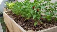 8 Ide Kebun Sayur di Pekarangan Kecil Memakai Media Tanam Sekam Bakar: Solusi Praktis Panen Segar