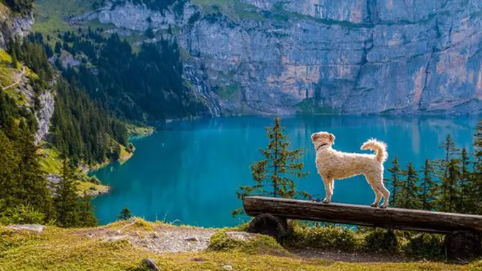 copyright pexels.com