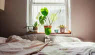 8 Tanaman Hias yang Sebaiknya Tidak Ditaruh di Kamar Tidur