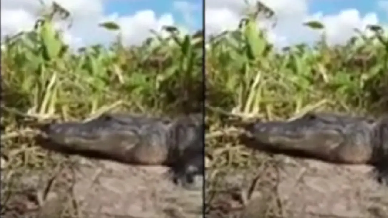 Aligator