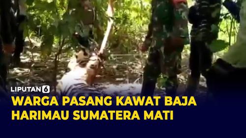 VIDEO: 2 Ekor Harimau Sumatera Mati Terjerat Kawat Baja di Aceh Timur