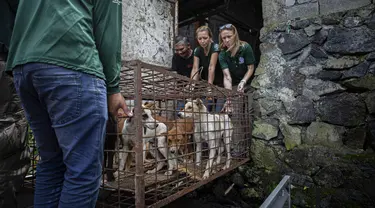 Aktivis Humane Society International (HSI) mengangkut kandang anjing yang akan dijual di rumah potong hewan di Tomohon, Sulawesi Utara, Jumat (21/7/2023). (AP Photo/Mohammad Taufan)